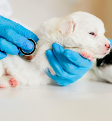 GERIATRIA E NEONATOLOGIA EM CÃES E GATOS