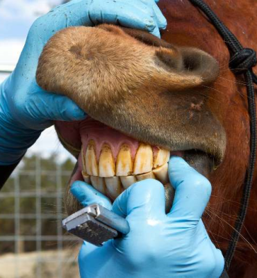 CLÍNICA E ODONTOLOGIA DE EQUINOS