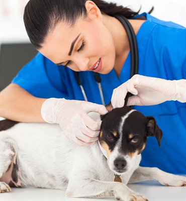 TRATAMENTO CIRÚRGICO E DE FERIDAS EM CÃES E GATOS