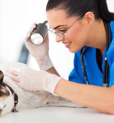 DERMATOLOGIA EM CÃES E GATOS