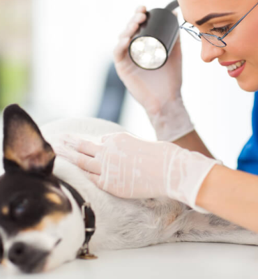 ESTUDOS EM DERMATOLOGIA VETERINÁRIA