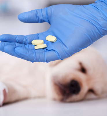 FARMACOLOGIA E TERAPÊUTICA VETERINÁRIA