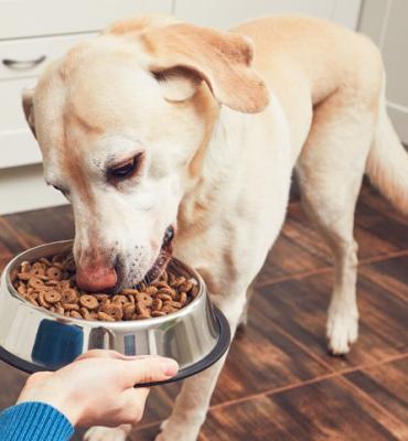 NUTRIÇÃO EM CÃES E GATOS