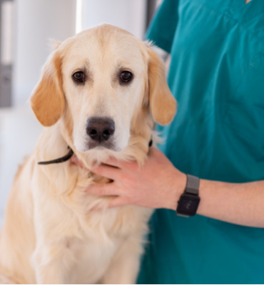 ONCOLOGIA VETERINÁRIA DE PEQUENOS ANIMAIS